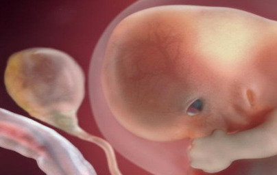 9. teden nosečnosti