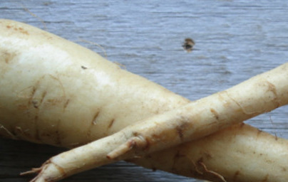 Amonijev glicirizat (Ammonium glycyrrhizate)