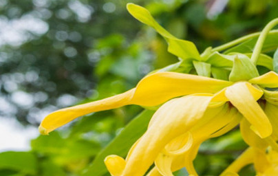 Alcohol bencílico (Benzyl Alcohol) Alcohol bencílico (Benzyl Alcohol)