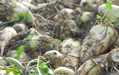 Betaína (Betaine) Betaína (Betaine)