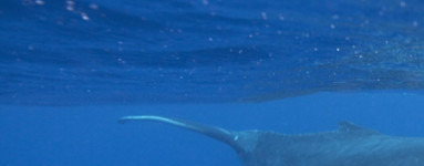 Cetil palmitato (Cetyl Palmitate)