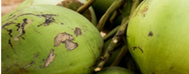 Citrato de coco glucósido disódico (Disodium Coco-Glucoside Citrate)