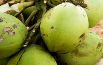 Citrato de coco glucósido disódico (Disodium Coco-Glucoside Citrate)