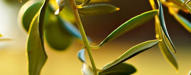 Oleato de glicerilo (Glyceryl Oleate)