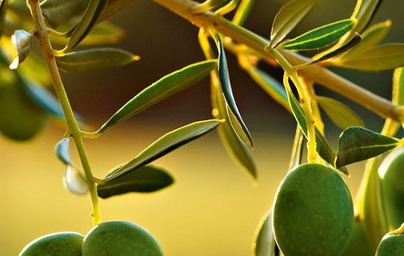 Oleato de glicerilo (Glyceryl Oleate)