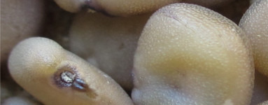 Goma guar (Cyamopsis Tetragonoloba Gum)