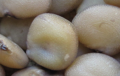 Goma guar (Cyamopsis Tetragonoloba Gum)