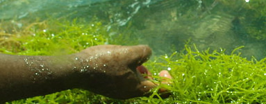 Musgo de Irlanda - extracto (Chondrus Crispus Extract)