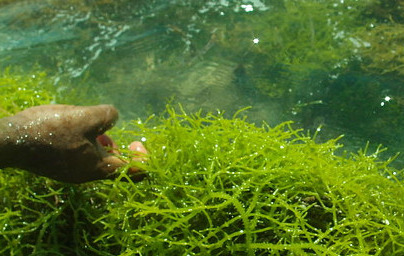 Musgo de Irlanda - extracto (Chondrus Crispus Extract)