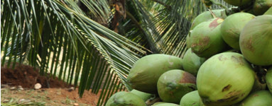 Lavril glukozid (Lauryl Glucoside)