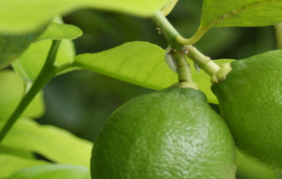 Limoneno (Limonene)