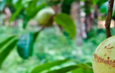 Ácido mirístico (Myristic Acid)