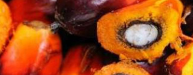 Ácido palmítico (Palmitic Acid)