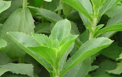 Stevija (Stevia rebaudiana)