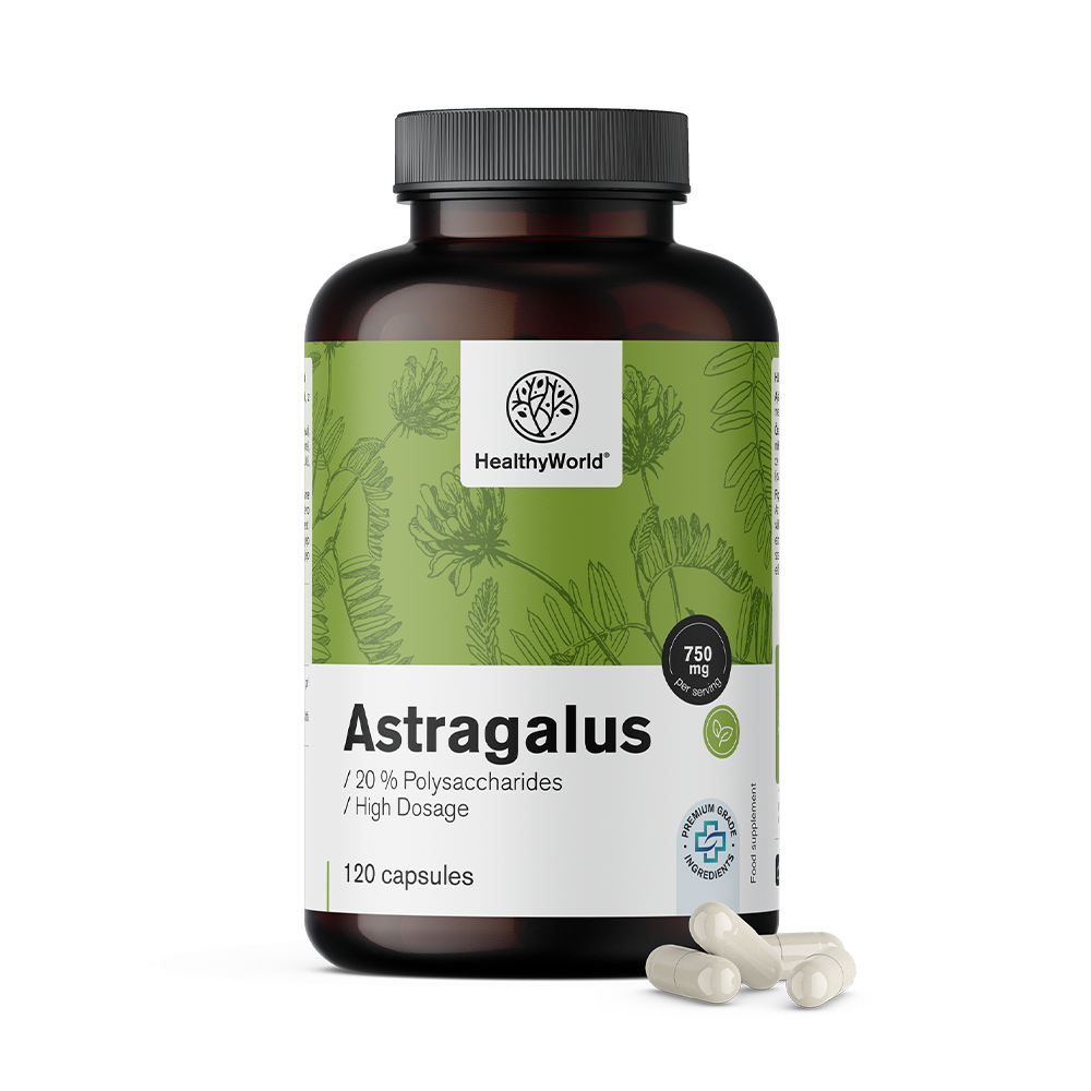 Astragalus – extracto